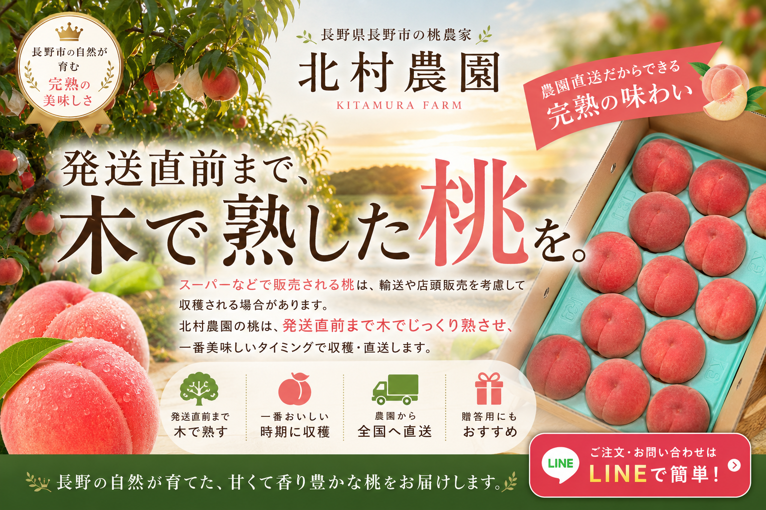 北村農園 発送直前まで木で熟した桃